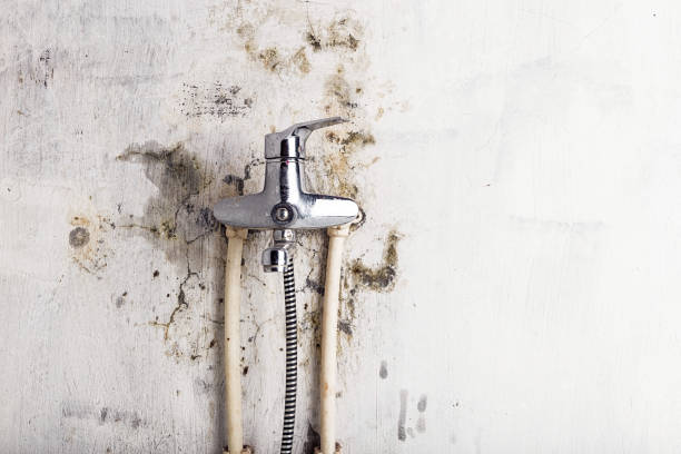Best Kitchen Mold Remediation in Maryland Heights, MO