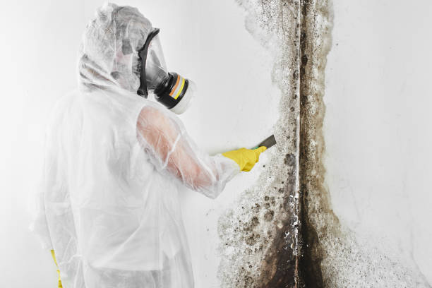 Best Black Mold Remediation in Maryland Heights, MO
