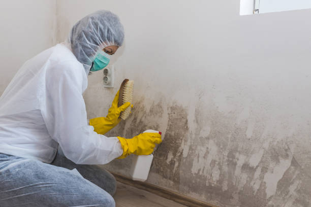 Best Crawl Space Mold Remediation in Maryland Heights, MO