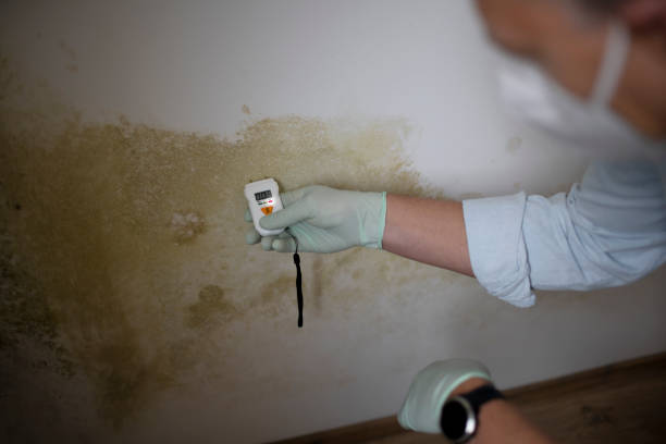 Best White Mold Remediation in Maryland Heights, MO