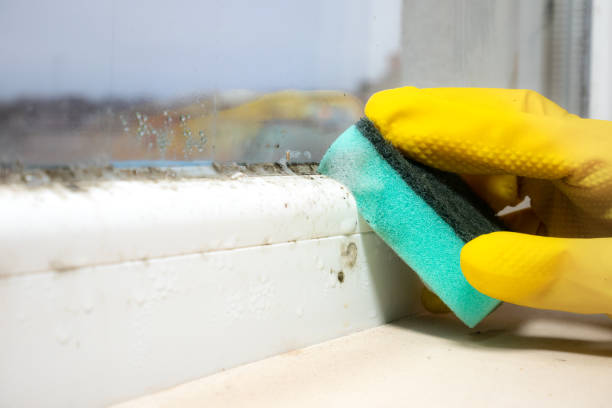 Best Post-Flood Mold Remediation in Maryland Heights, MO