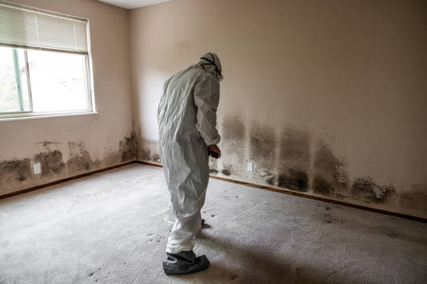 Best HVAC Mold Remediation in Maryland Heights, MO
