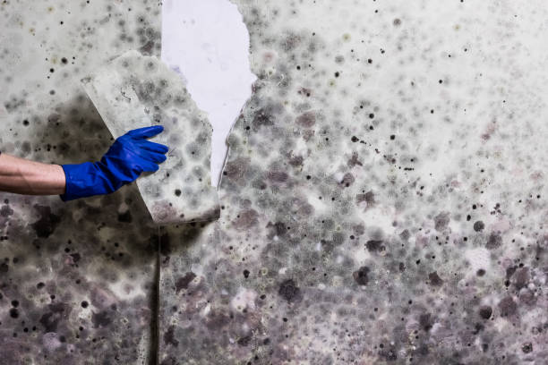 Best Residential Mold Remediation in Maryland Heights, MO